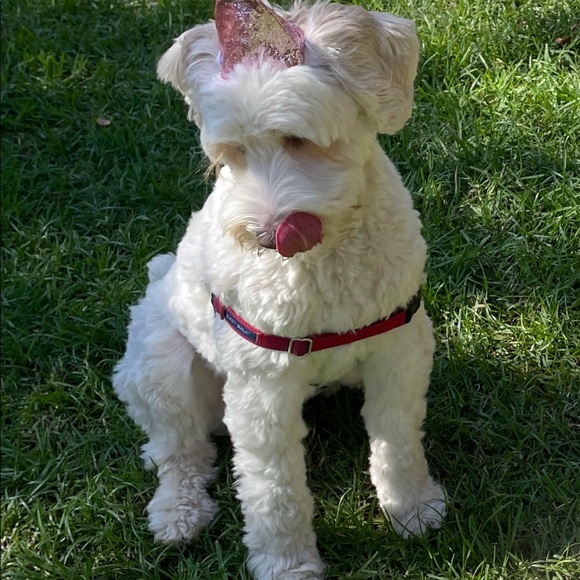 Meet your Posher, Marguerite - Picture 1 of 1